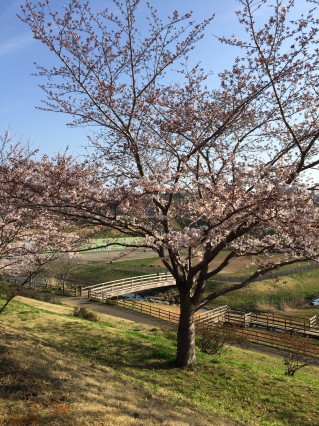 公津公園　桜4