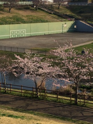 公津公園　桜3