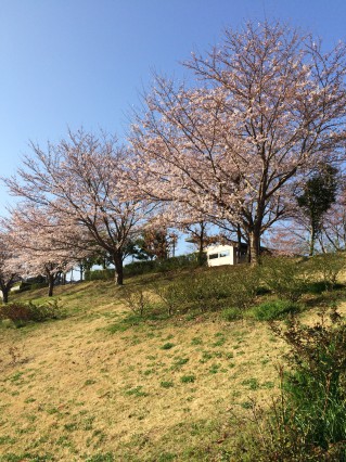 公津公園　桜2
