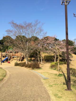 公津公園　桜