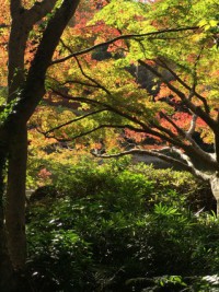 成田山公園　秋