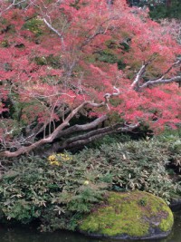 成田山公園　もみじ