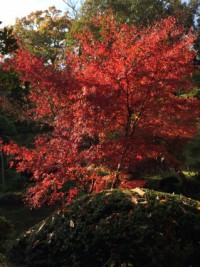 成田山公園　紅葉